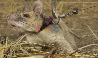 संभव नहीं!! अफ्रीकी चूहे ने बचाई हजारों जिंदगियां, मिला वीरता का पदक