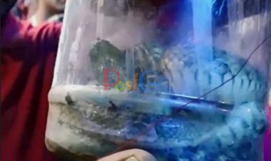 जमीन में शिवलिंग की रखवाली कर रहे दो जीवित सांपों को देख लोग दंग रह गए