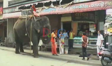 हाथी दादा को भी है चाय का शौक, खास रेस्टोरेंट में चाय की चुस्की लेने जाने के लिए वीडियो देखें