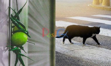 अगर आप अंधविश्वास को नहीं मानते हैं तो भी इसके पीछे एक तर्क है - जानिए लेख में