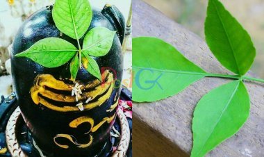 श्रावणमास के दौरान भगवान शिव को बिल चढ़ाने के बाद इस अनूठी उपयोगिता का प्रयोग करें।