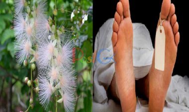 इस पौधे को छूने से होती है मौत, जानिए क्या है इसका नाम