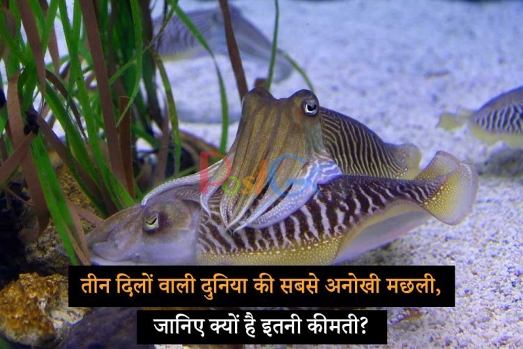 तीन दिलों वाली दुनिया की सबसे अनोखी मछली, जानिए क्यों है इतनी कीमती?