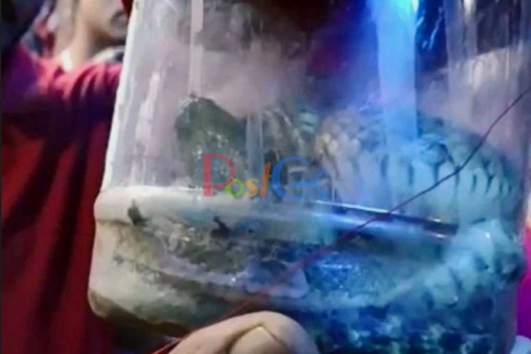 जमीन में शिवलिंग की रखवाली कर रहे दो जीवित सांपों को देख लोग दंग रह गए