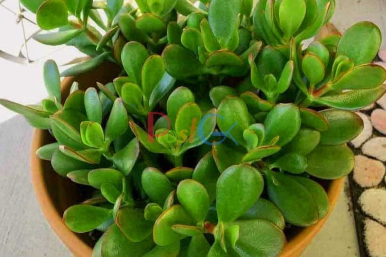 ये पौधे धन को चुंबक की तरह आकर्षित करते हैं, धनवान बनने के लिए तुरंत घर लाएं