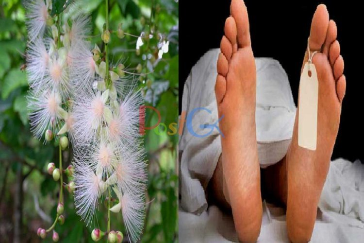 इस पौधे को छूने से होती है मौत, जानिए क्या है इसका नाम