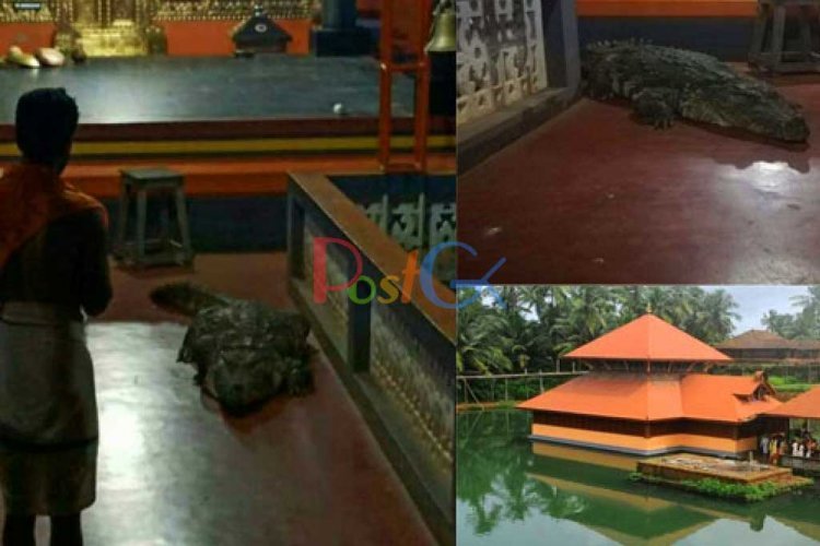 केरल में इस मंदिर की रक्षा करता है मगरमच्छ, पुजारी हाथ से देते हैं मगरमच्छ को प्रसाद!