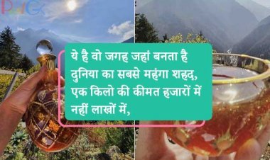 ये है वो जगह जहां बनता है दुनिया का सबसे महंगा शहद, एक किलो की कीमत हजारों में नहीं लाखों में, जानिए क्या है उस शहद में खास?