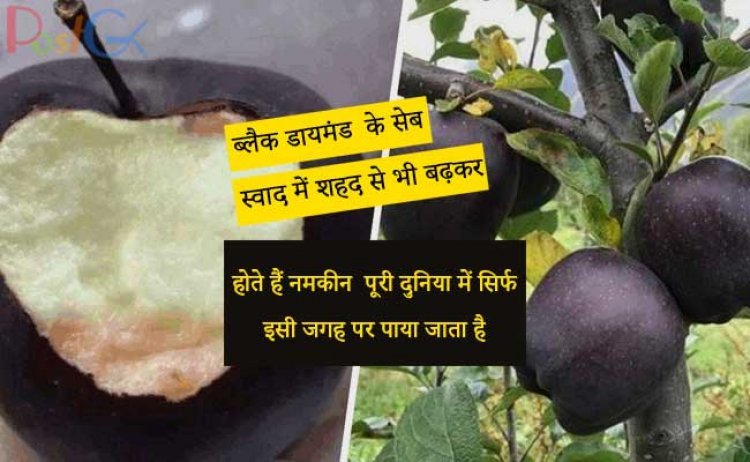 ब्लैक डायमंड  के सेब स्वाद में शहद से भी बढ़कर होते हैं नमकीन  पूरी दुनिया में सिर्फ इसी जगह पर पाया जाता है