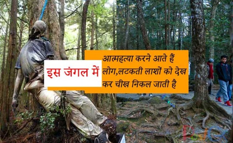 इस जंगल में आत्महत्या करने आते हैं लोग, लटकती लाशों को देख  कर चीख निकल जाते हैं