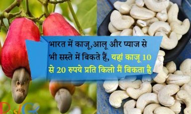 भारत में काजू,आलू और प्याज से भी सस्ते में बिकते हैं, यहां काजू 10 से 20 रुपये प्रति किलो मैं बिकता है।