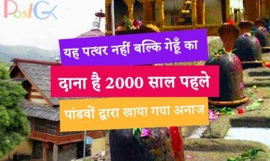 यह पत्थर नहीं बल्कि गेहूँ का दाना है, 2000 साल पहले पांडवों द्वारा खाया गया अनाज,  एक दाने का वजन 200 ग्राम